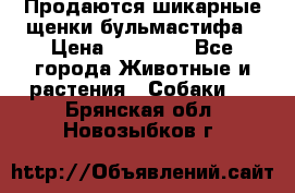 Продаются шикарные щенки бульмастифа › Цена ­ 45 000 - Все города Животные и растения » Собаки   . Брянская обл.,Новозыбков г.